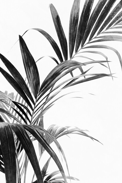 Umělecká fotografie Palm Leaves Black and White 03