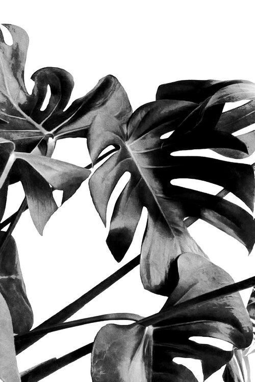 Art Photography Monstera Black and White 06