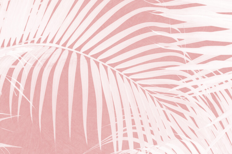 Canvas Print Palm Leaves on Pink IV