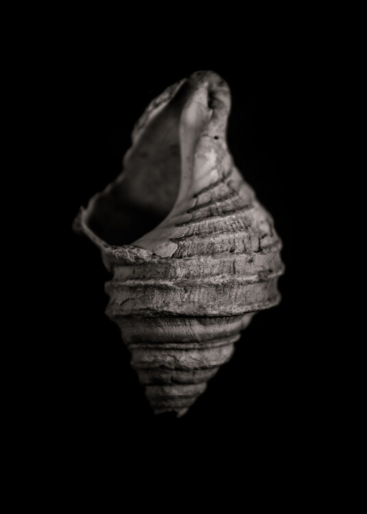 Art Photography Shells No 2