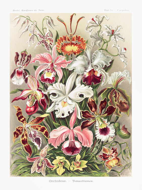 Umelecká tlač Orchideae–Denusblumen / A. Giltsch, gem (Orchids / Academia) - Ernst Haeckel