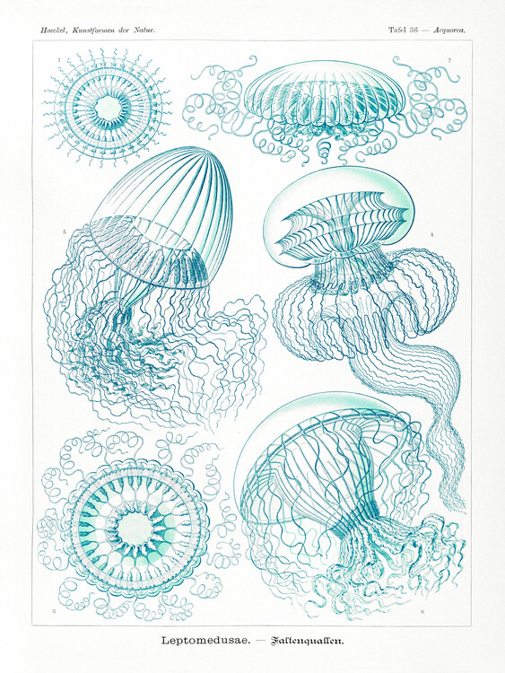 Taidejäljennös Leptomedusae–Faltenquallen (Jellyfish / Academia) - Ernst Haeckel
