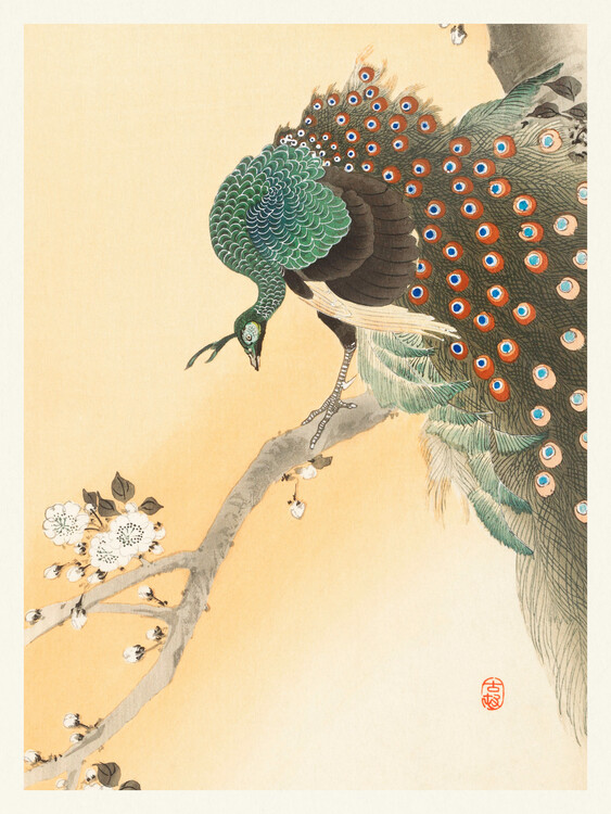 Reprodução do quadro Peacock & Cherry Blossom (Japandi Vintage) - Ohara Koson