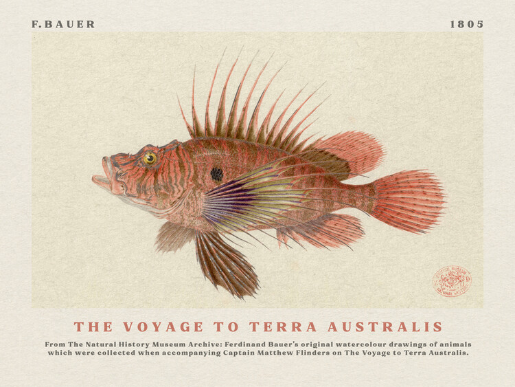 Canvas Print Watercolour Lionfish from The Voyage to Terra Australis (Vintage Academia) - Ferdinand Bauer