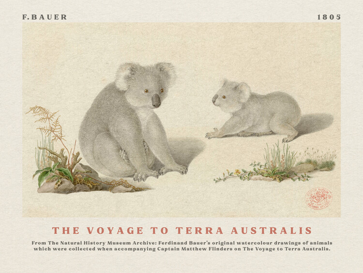 Canvas Print Watercolour Koalas from The Voyage to Terra Australis (Vintage Academia) - Ferdinand Bauer