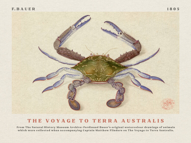 Tela Watercolour Crab from The Voyage to Terra Australis (Vintage Academia) - Ferdinand Bauer