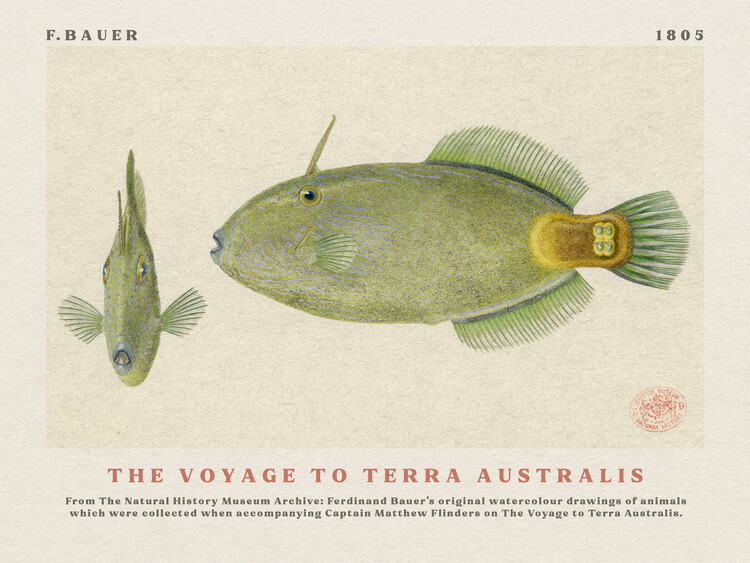Kunstdruck Watercolour Spinytail Leatherjacket Fish from The Voyage to Terra Australis (Vintage Academia) - Ferdinand Bauer