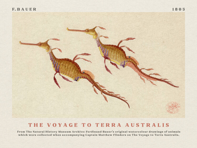 Kunstdruck Watercolour Seahorses from The Voyage to Terra Australis (Vintage Academia) - Ferdinand Bauer