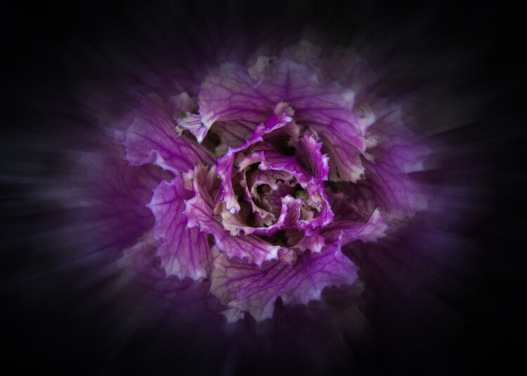 Art Photography Backyard Flowers No 42 Color Flow Version