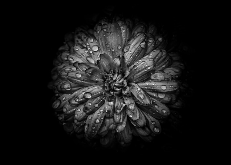 Art Photography Backyard Flowers In Black And White No 44