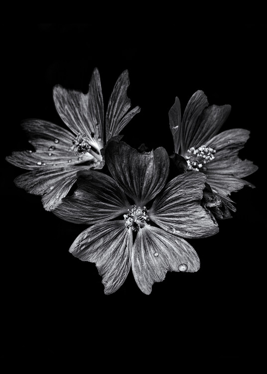 Art Photography Backyard Flowers In Black And White No 11