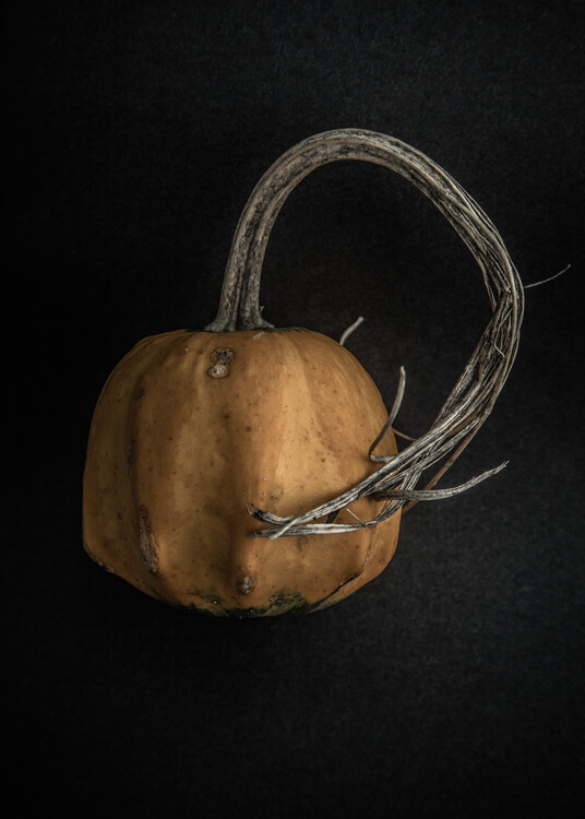 Art Photography Gourds No 11 Color Version