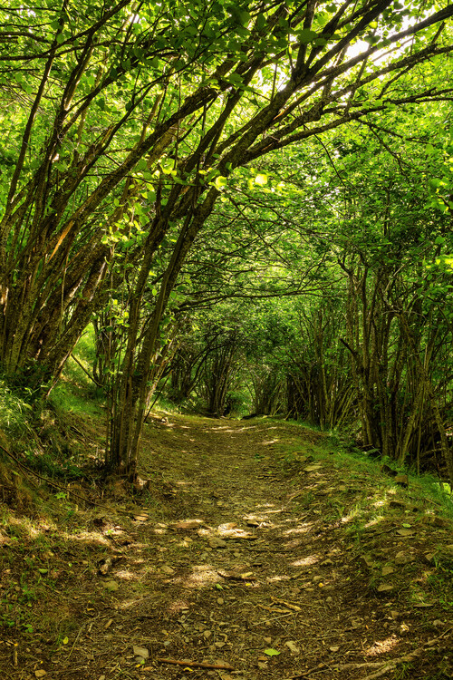 Umělecká fotografie Path through a beech forest