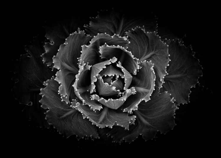 Art Photography Backyard Flowers In Black And White No 101