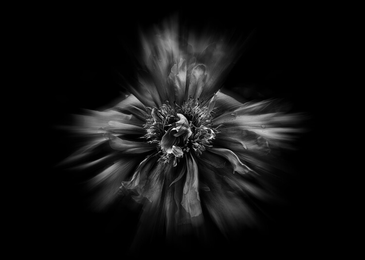 Art Photography Backyard Flowers In Black And White No 49 Flow Version