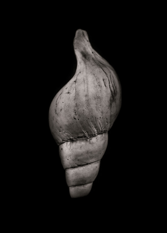 Art Photography Shells No 11