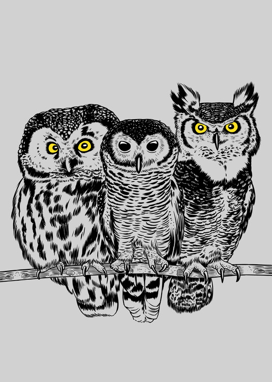 Illustration Three owls