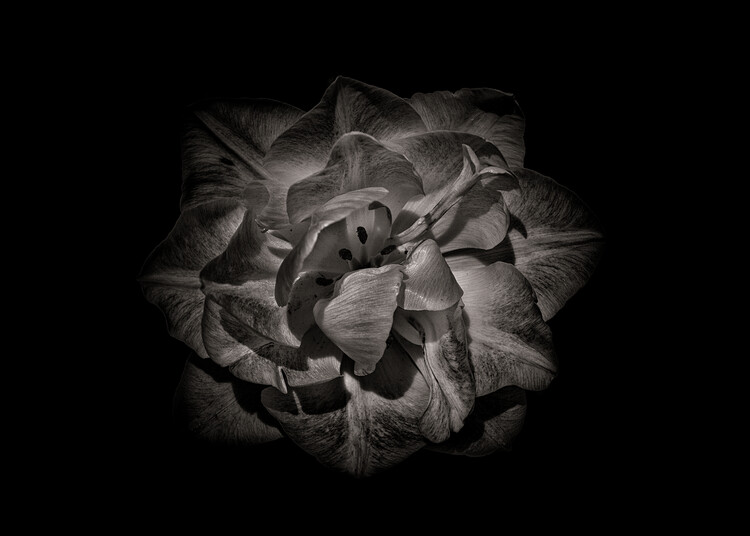 Art Photography Backyard Flowers In Black And White No 81