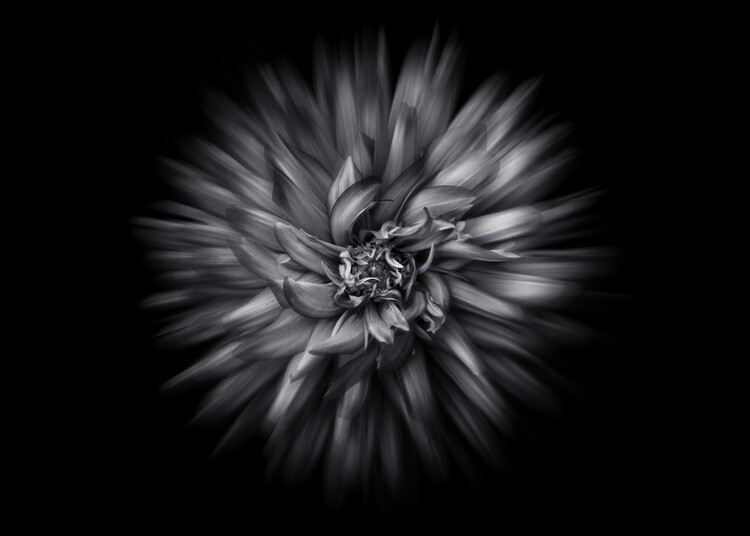 Art Photography Backyard Flowers In Black And White No 20 Flow Version