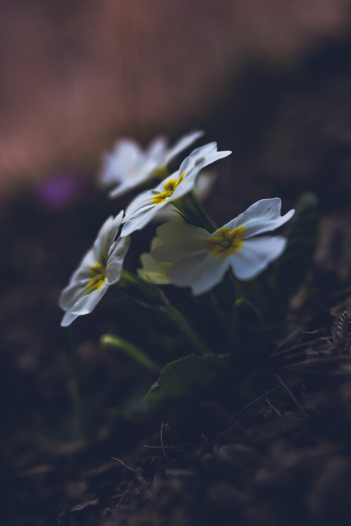 Art Photography Spring flowers
