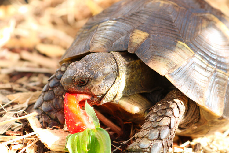 Art Photography Turtle eating a strawberry