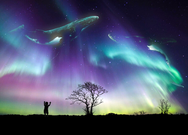 Illustration Whales at the northern lights