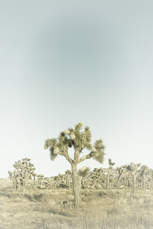 Art Photography Vintage Joshua Tree