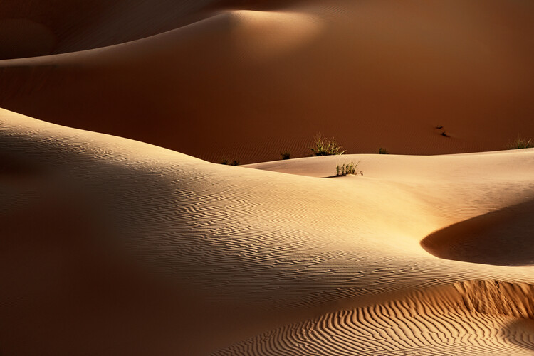 Umělecká fotografie Wild Sand Dunes - Sensual