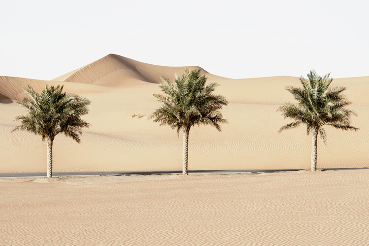 Umělecká fotografie Wild Sand Dunes - Palm Trees