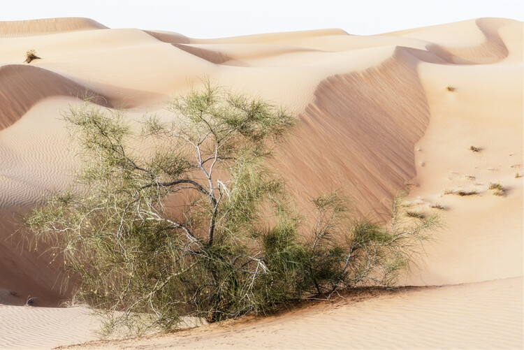 Konstfotografering Wild Sand Dunes - Survivor