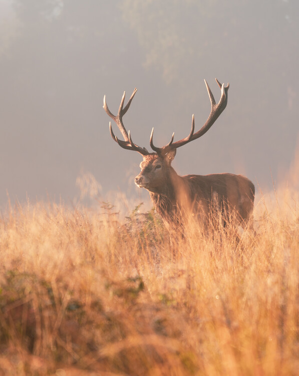 Deer in the woods | Julisteet, taideprintit, seinämuraalit | Europosters