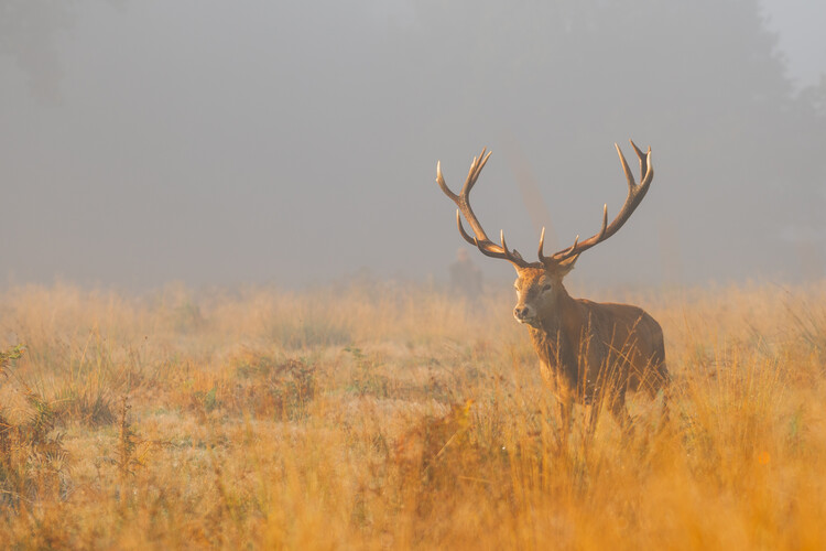 Deer in the woods | Julisteet, taideprintit, seinämuraalit | Europosters