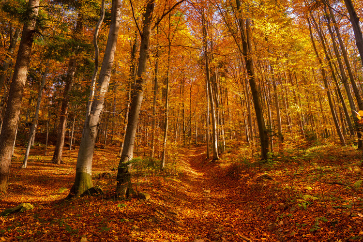 Art Photography Autumn forest