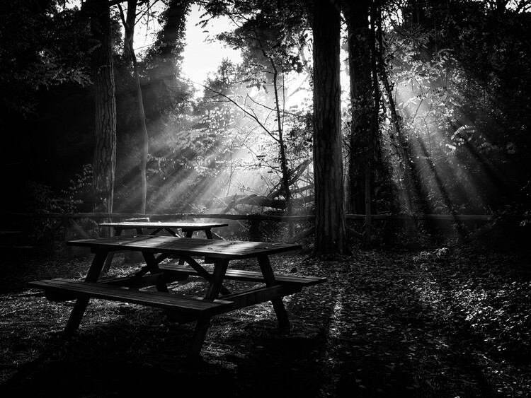 Art Photography the sunlight in the woods
