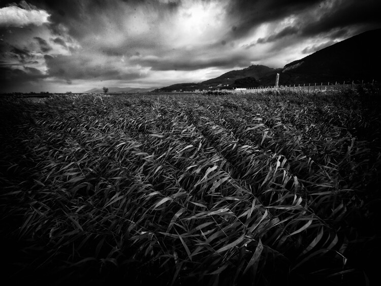 Art Photography wind on the wheat field