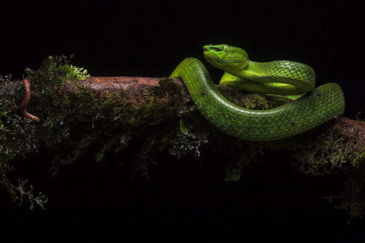 Canvas Print Popeia nebularis: Venomous Viper Snake from Borneo, Malaysia