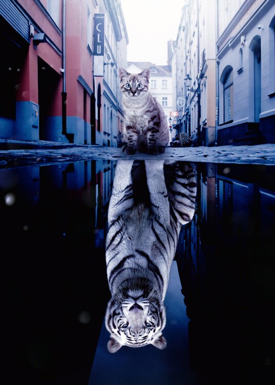 Umělecký tisk Kitten and big white Tiger reflection