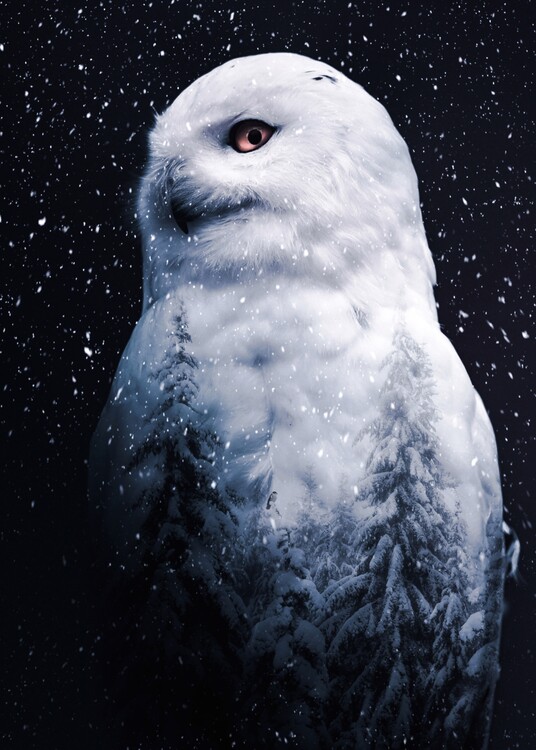 Fotografie de artă The Snowy Owl and forest