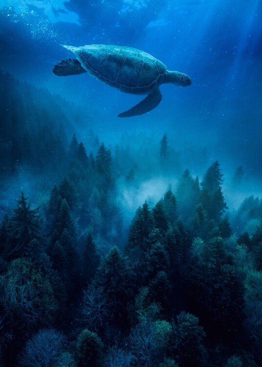 Art Photography A sea turtle swims over the trees