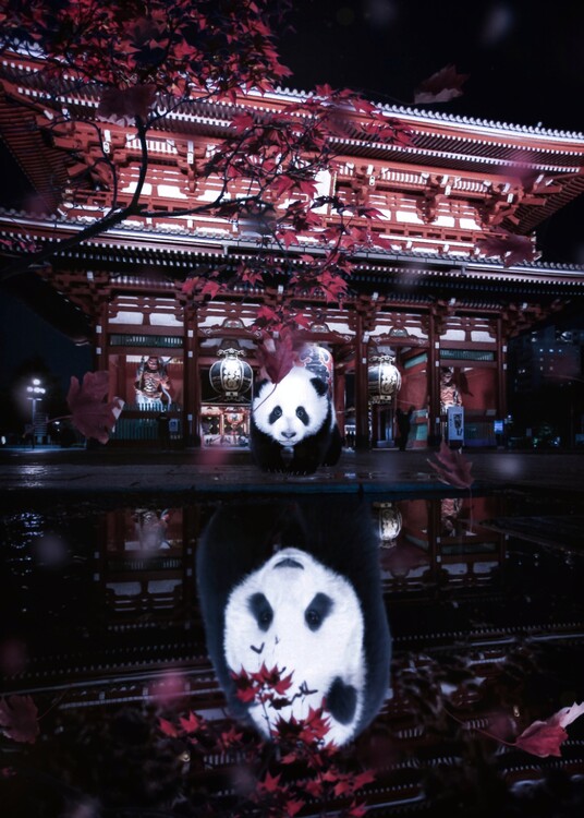 Fotografie de artă Chinese Panda Street Reflection