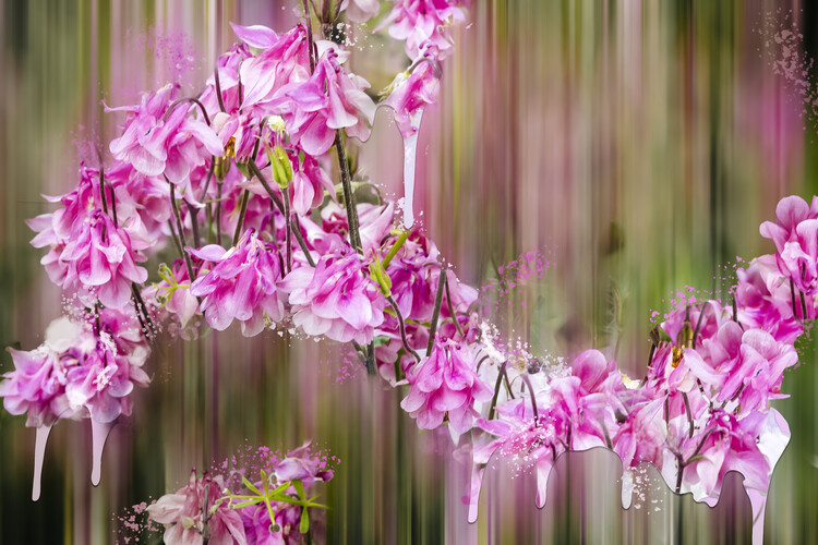 Fotografie de artă Pink Botanical