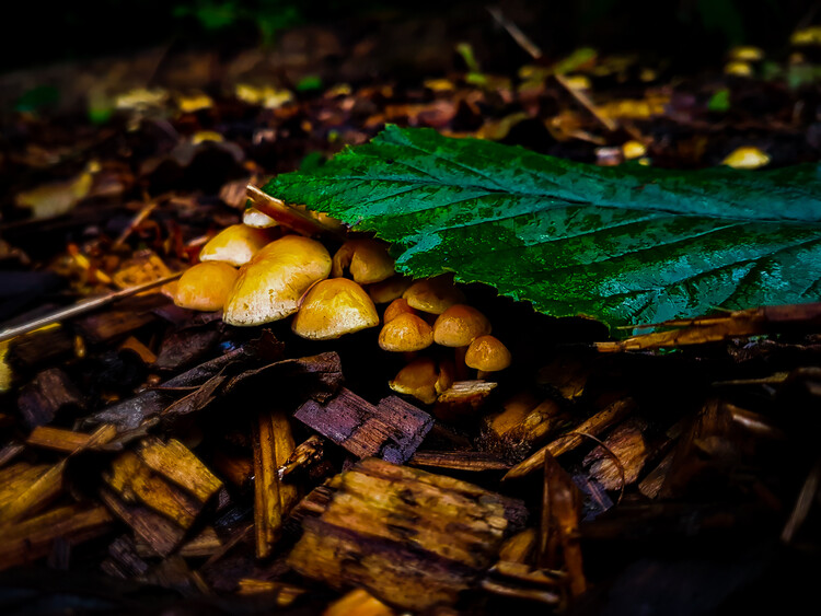 Umělecká fotografie Hidden mushrooms