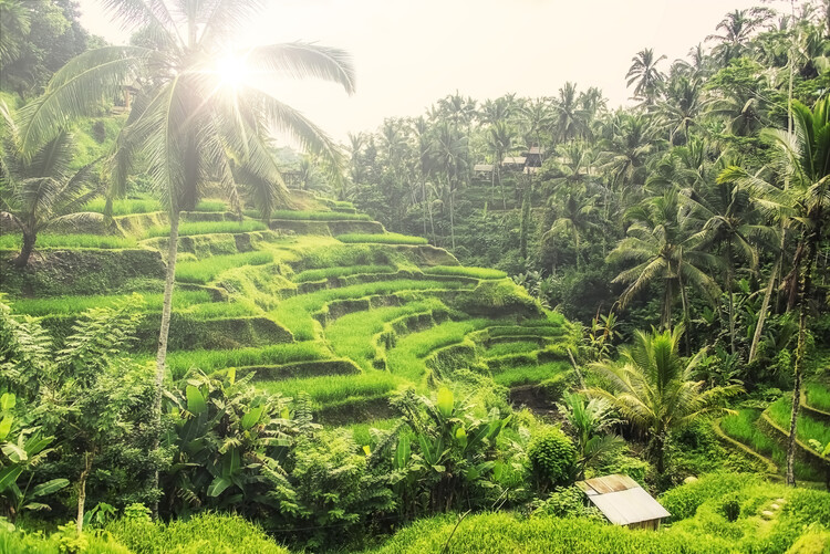 Valokuvataide Ubud Countryside