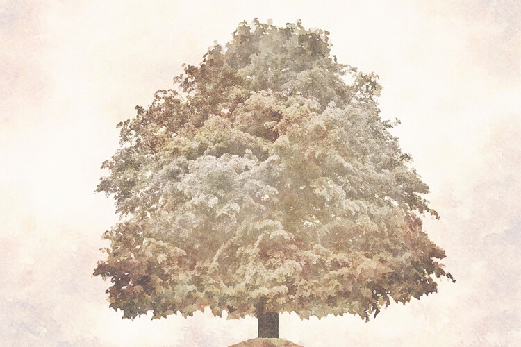 Kuva Single big linden beech tree in vintage sepia style