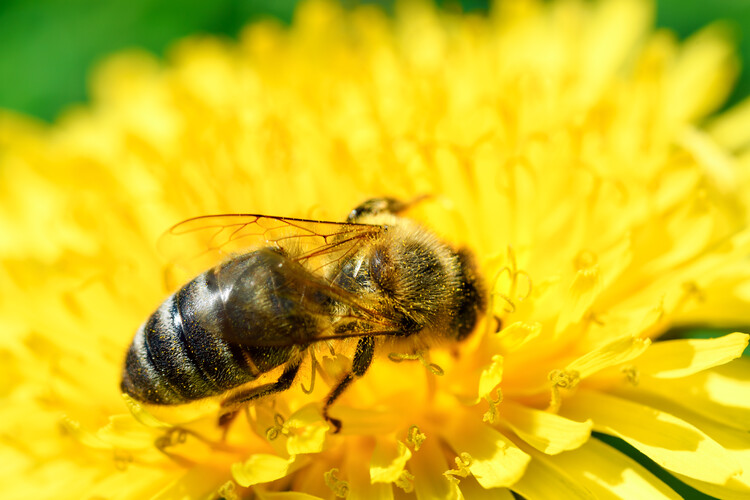 Konstfotografering Honey bee
