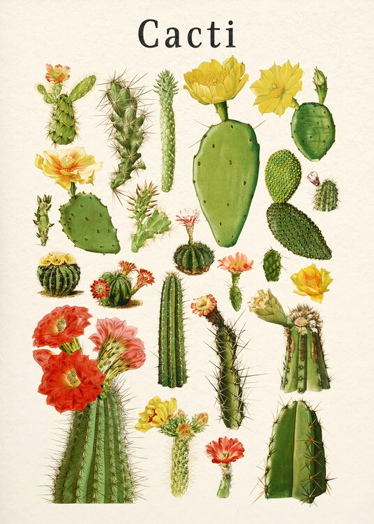 Illustrazione Vintage Cacti Collage