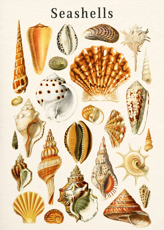 Ilustracja Vintage Seashells Collage