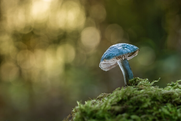 Art Photography Blue Roundhead mushroom