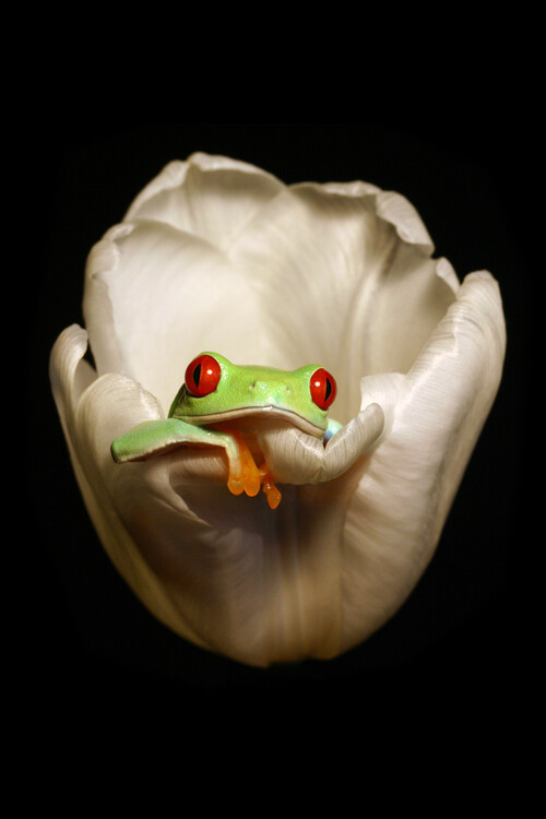 Obraz na plátně Red eyed tree frog chilling in a flower