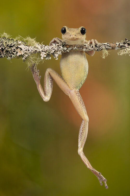 Tree frog as Posters and Art Prints - Buy Online at Europosters